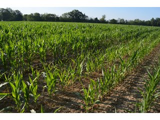 Property photo 38 - 64 Acre Farm Offered in 4 Tracts or in Combinations - Real Estate Auction